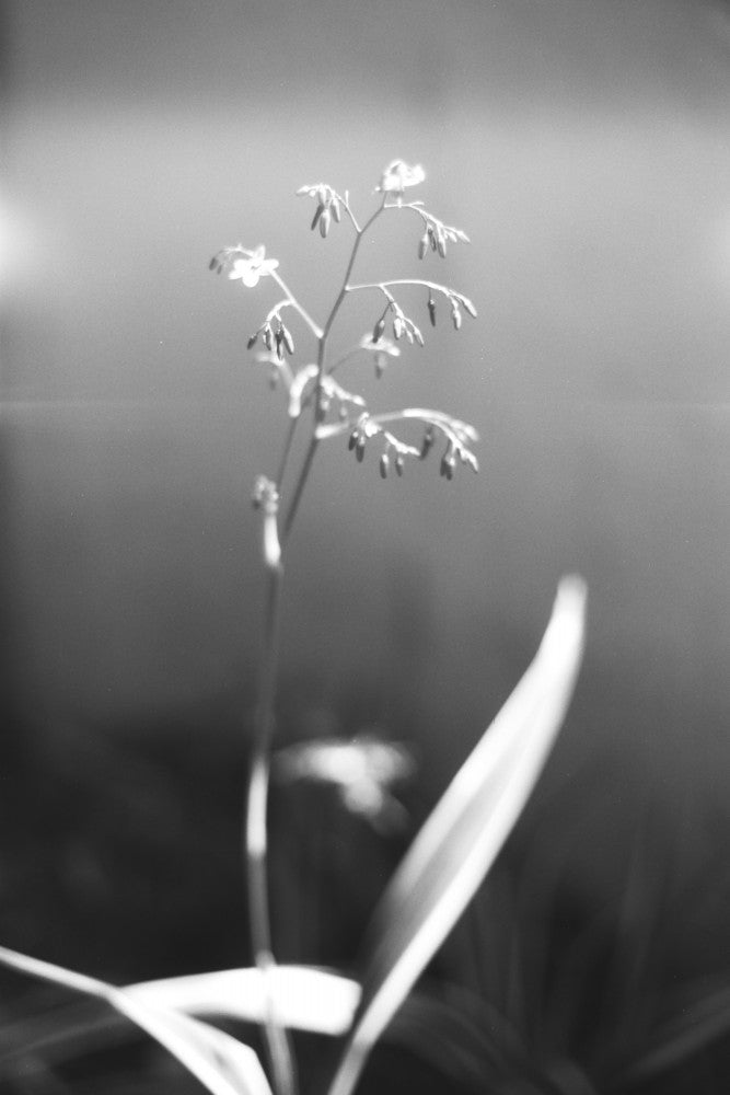 Lomography Babylon Kino B&W  / 135 - ISO 13